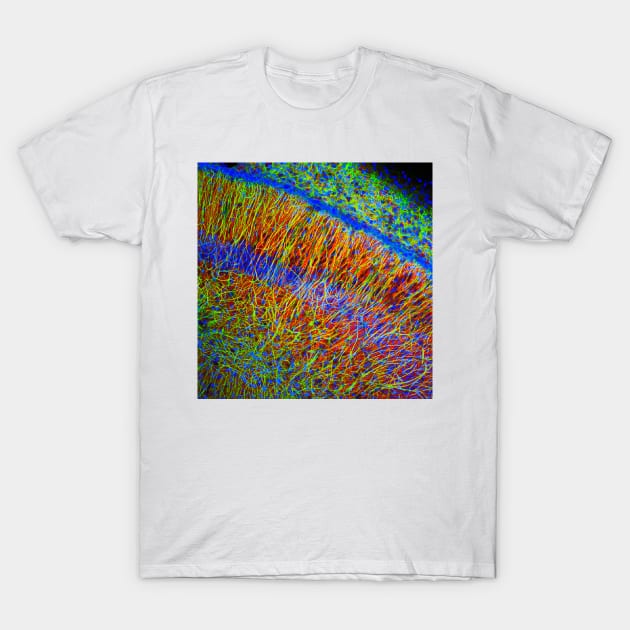 Brain cells, fluorescence micrograph (C023/4113) T-Shirt by SciencePhoto